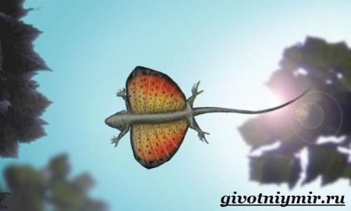 Какую ящерицу называют драконом. Характер и образ жизни ящерицы дракон