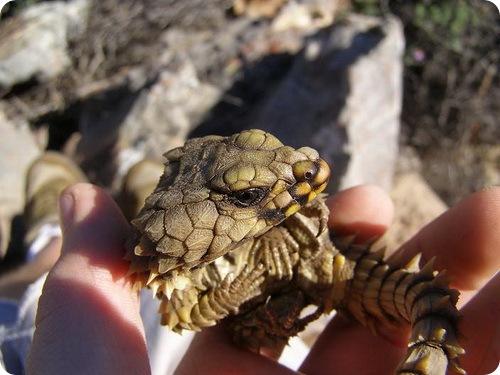 Ящерица поясохвост. Поясохвост