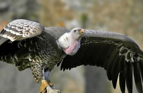 На какой высоте летают журавли. Какая птица летает выше всех