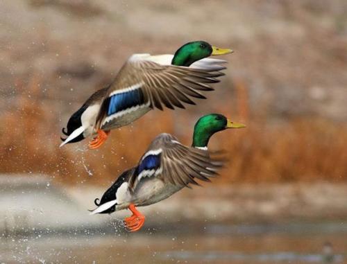 Высоко летают птицы. Самые высоко летающие птицы в мире 22