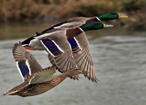 Какая птица летает выше всех остальных. Топ 10 Самых высоко летающих птиц