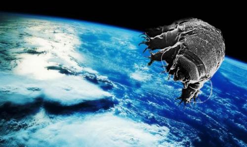 Тихоходка интересные факты. Тихоходка: самое выносливое существо на планете — фото и описание