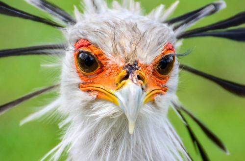 Ресницы верблюда. Хлопай ресницами: 15 невероятных фотографий, на которых запечатлены ресницы разных животных