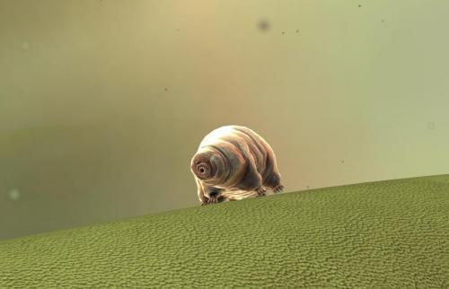 Тихоходка внутри человека. «Водяные медвежата» — самые выносливые существа планеты