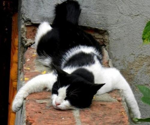 Какое животное притворяется мёртвым, чтобы приманить добычу. Какие животные притворяются мертвыми