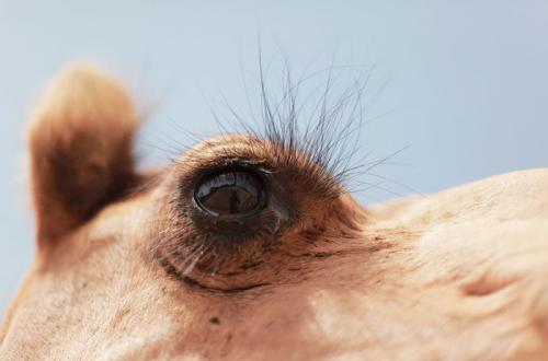Ресницы верблюда. Хлопай ресницами: 15 невероятных фотографий, на которых запечатлены ресницы разных животных