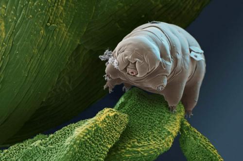 Тихоходка внутри человека. «Водяные медвежата» — самые выносливые существа планеты