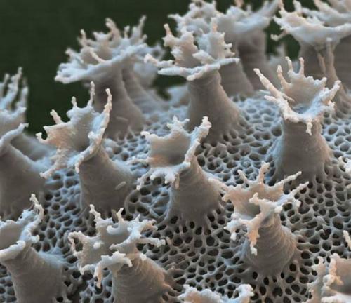 Тихоходка интересные факты. Тихоходка: самое выносливое существо на планете — фото и описание