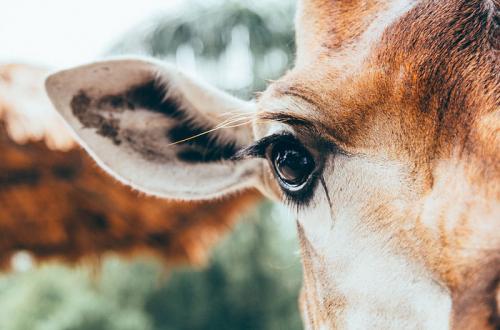 Ресницы верблюда. Хлопай ресницами: 15 невероятных фотографий, на которых запечатлены ресницы разных животных