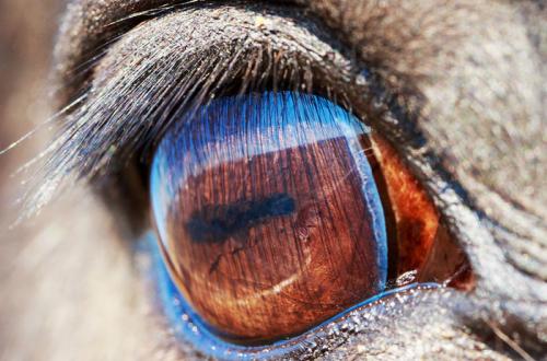 Ресницы верблюда. Хлопай ресницами: 15 невероятных фотографий, на которых запечатлены ресницы разных животных