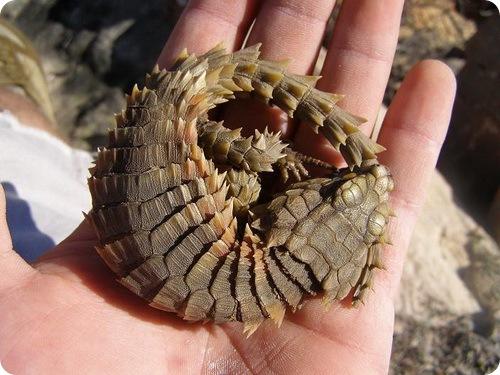 Ящерица поясохвост. Поясохвост