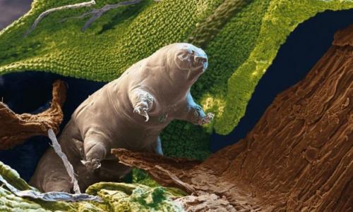 Тихоходка интересные факты. Тихоходка: самое выносливое существо на планете — фото и описание