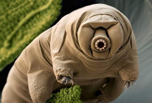 Тихоходка интересные факты. Тихоходка: самое выносливое существо на планете — фото и описание