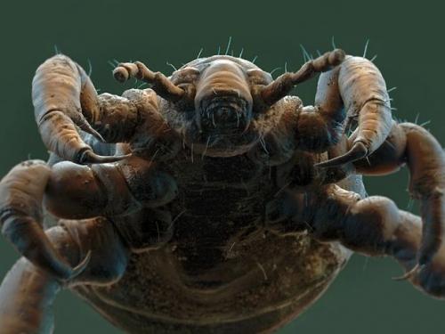 Тихоходка интересные факты. Тихоходка: самое выносливое существо на планете — фото и описание