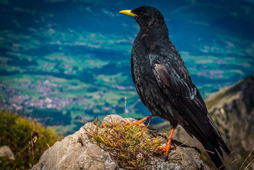 Какая птица летает выше всех в россии. Какие виды птиц летают выше всех — список, характеристика и фото