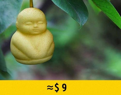 Самый дорогой фрукт в мире. Самые редкие и дорогие фрукты в мире