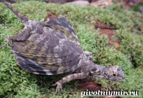 Какую ящерицу называют драконом. Характер и образ жизни ящерицы дракон