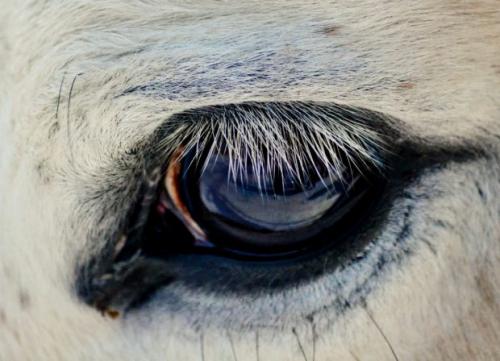 Самые длинные ресницы у, какого животного. Животные с длинными ресницами: фотоподборка