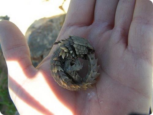 Ящерица поясохвост. Поясохвост