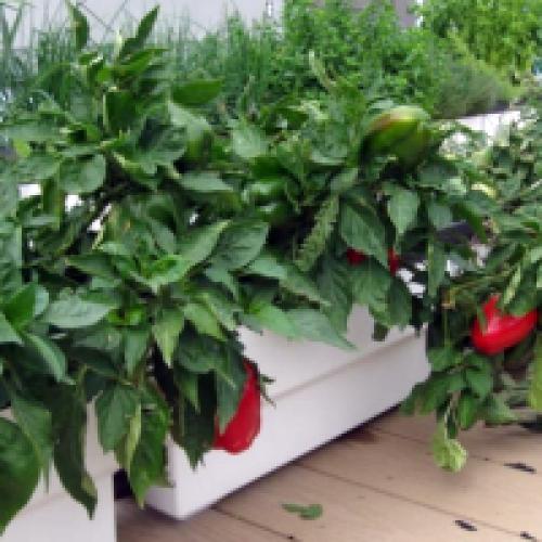 Интересные новости в мире сельского хозяйства. Новости сельского хозяйства - полезные статьи