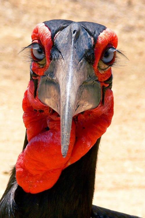 Ресницы верблюда. Хлопай ресницами: 15 невероятных фотографий, на которых запечатлены ресницы разных животных