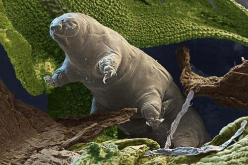 Тихоходка внутри человека. «Водяные медвежата» — самые выносливые существа планеты