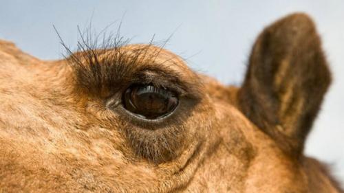 Самые длинные ресницы у, какого животного. Животные с длинными ресницами: фотоподборка