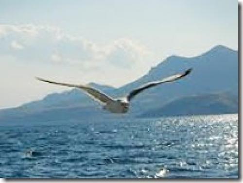 Высоко летают птицы. Самые высоко летающие птицы в мире 11