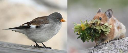 Самые высокие горы в Европе. Какая самая высокая гора в Европе 10
