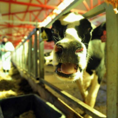 Интересные новости в мире сельского хозяйства. Новости сельского хозяйства - полезные статьи