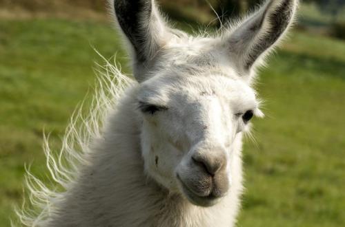 Ресницы верблюда. Хлопай ресницами: 15 невероятных фотографий, на которых запечатлены ресницы разных животных