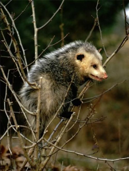 Опоссумы (лат. Didelphidae)