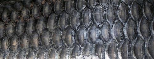 Удивительные факты обо всем. Интересные факты обо всем на свете