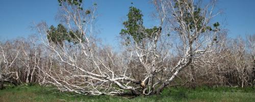 Самый страшный лес в России. Самые жуткие места России