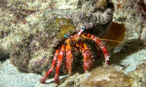 Географические объекты мира. Семь «цветных» географических объектов