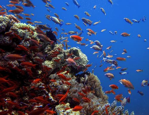 Географические объекты мира. Семь «цветных» географических объектов