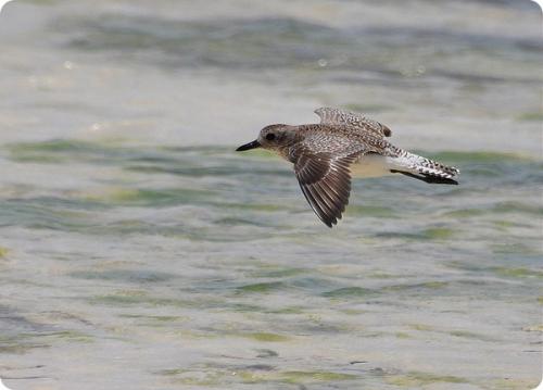 Какая птица летает выше всех остальных. Самые высоко летающие птицы