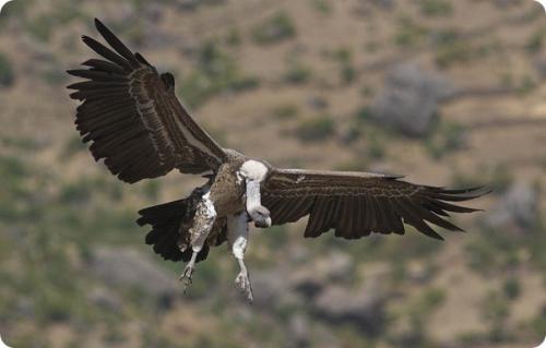 Какая птица летает выше всех остальных. Самые высоко летающие птицы