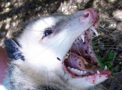 Опоссумы (лат. Didelphidae)