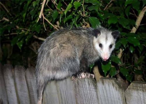 Опоссумы (лат. Didelphidae)