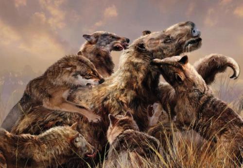 Псовые масса. ПРОТОЦИОНЫ