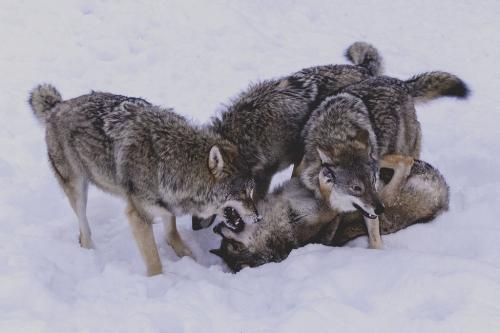 Волк семейство собачьих. Семейство собачьи (волчьи) 05
