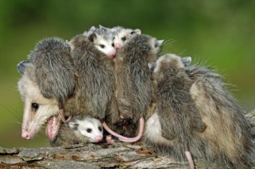 Опоссумы (лат. Didelphidae)