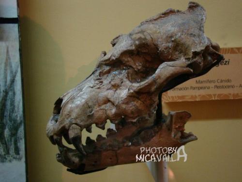 Псовые масса. ПРОТОЦИОНЫ