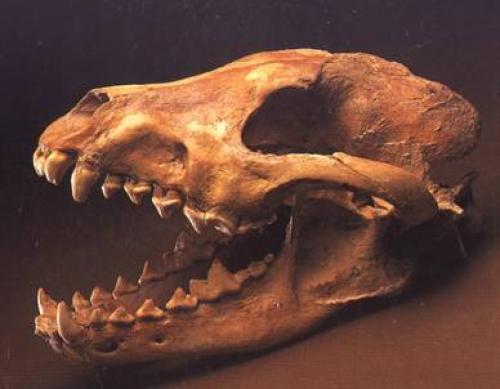 Псовые масса. ПРОТОЦИОНЫ