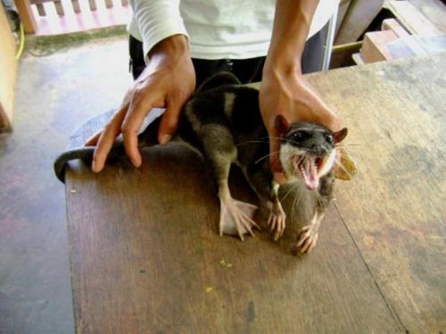 Опоссумы (лат. Didelphidae)