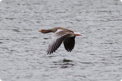 Какая птица летает выше всех остальных. Самые высоко летающие птицы
