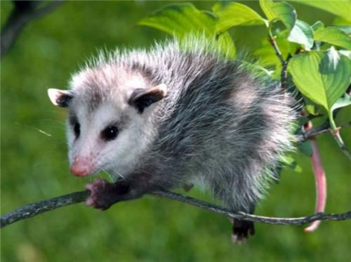 Опоссумы (лат. Didelphidae)