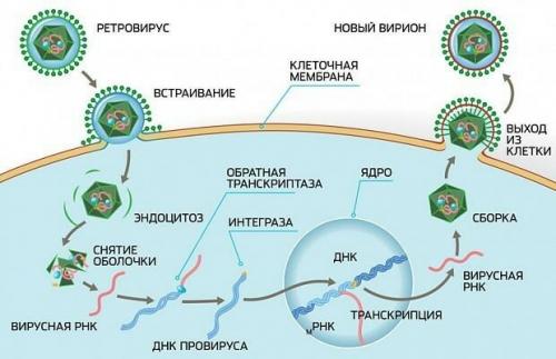 Вич. Вирус иммунодефицита человека, СПИД, пути инфицирования, антиретровирусная терапия. Как рассказать партнеру.