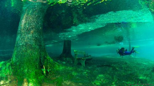 Самый большой в мире лес. Самый большой лес в мире 03